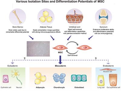 Recent Developments in Clinical Applications of Mesenchymal Stem Cells in the Treatment of Rheumatoid Arthritis and Osteoarthritis